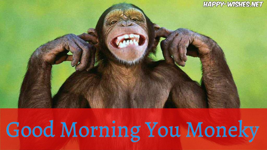 Good Morning You Monkey images