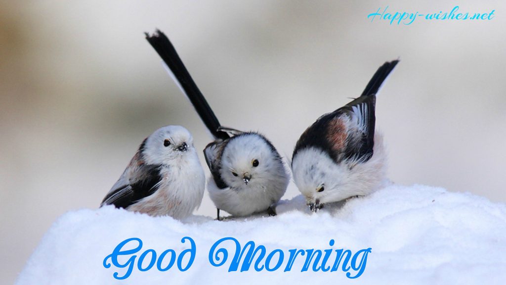 Good Morning images with Bird and the snow