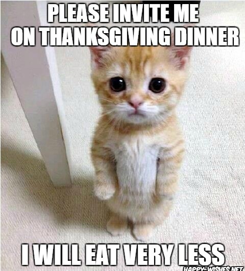 Innocent cat on Thanksgiving memes