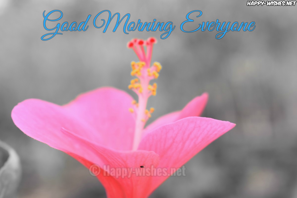 Nice Pink Flower Good Morning EVERYONE IMAGES