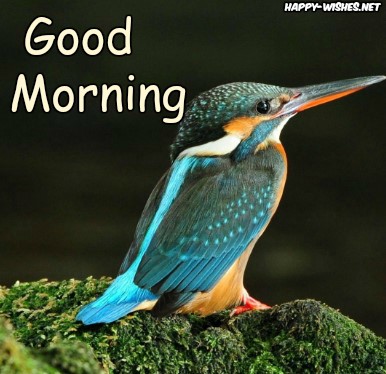 Small Birds in Good Morning Birds