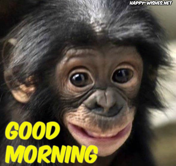8 Good Morning Wishes With Monkey Images