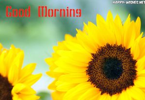 20 Good Morning Wishes With Sunflower