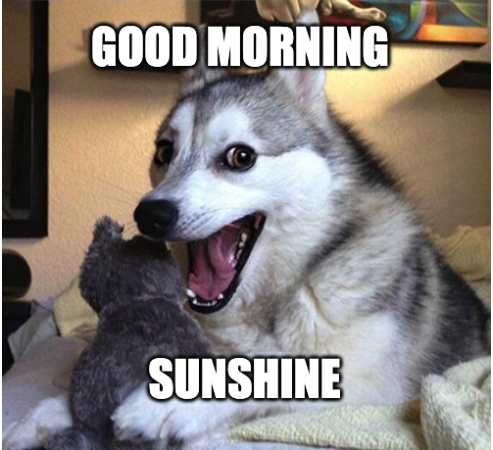 good morning sunshine with husky dog