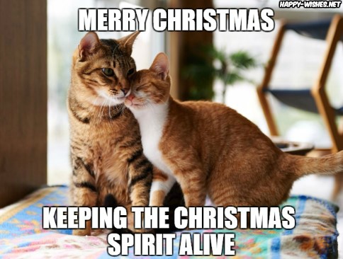 funny merry Christmas meme with cat images